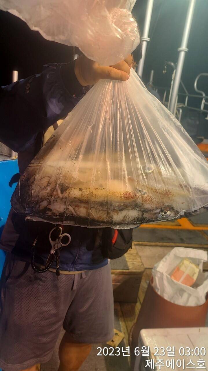 제주에이스호22일 굿 한치 조황입니다 (조황조행기 - 바다선상조황)