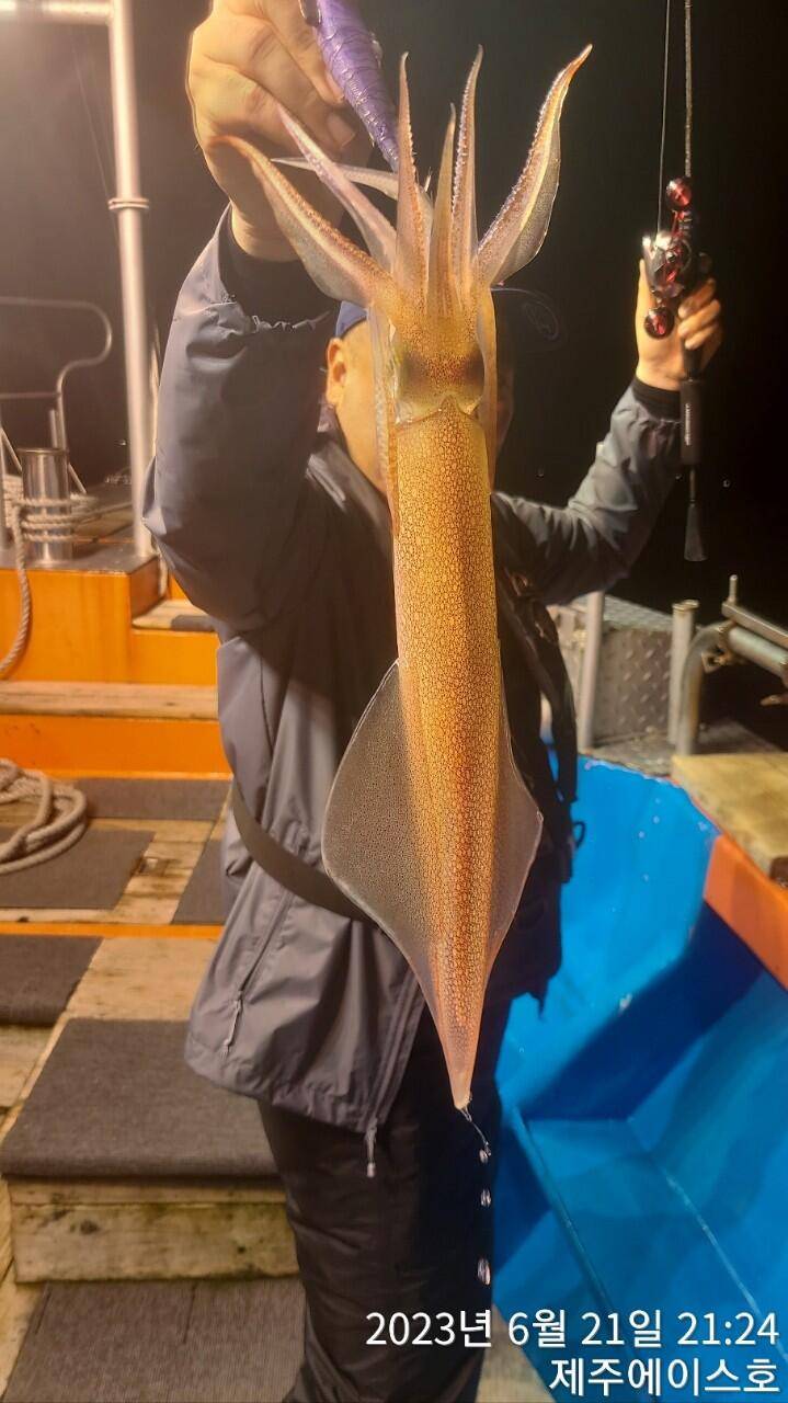 제주에이스호21일 한치 한치 조황입니다 (조황조행기 - 바다선상조황)