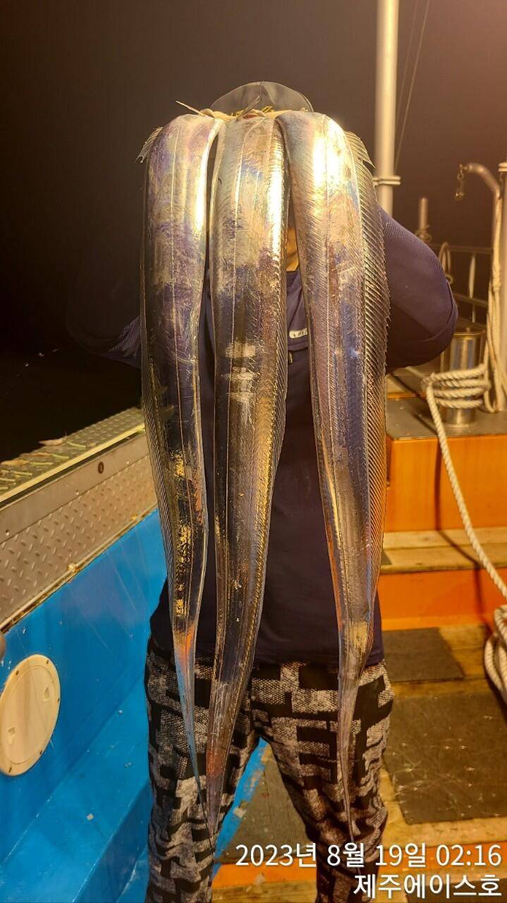 제주에이스호18일갈치조황입니다전좌석봉돌투승기장착무료이용문의01035483472 (조황조행기 - 바다선상조황)