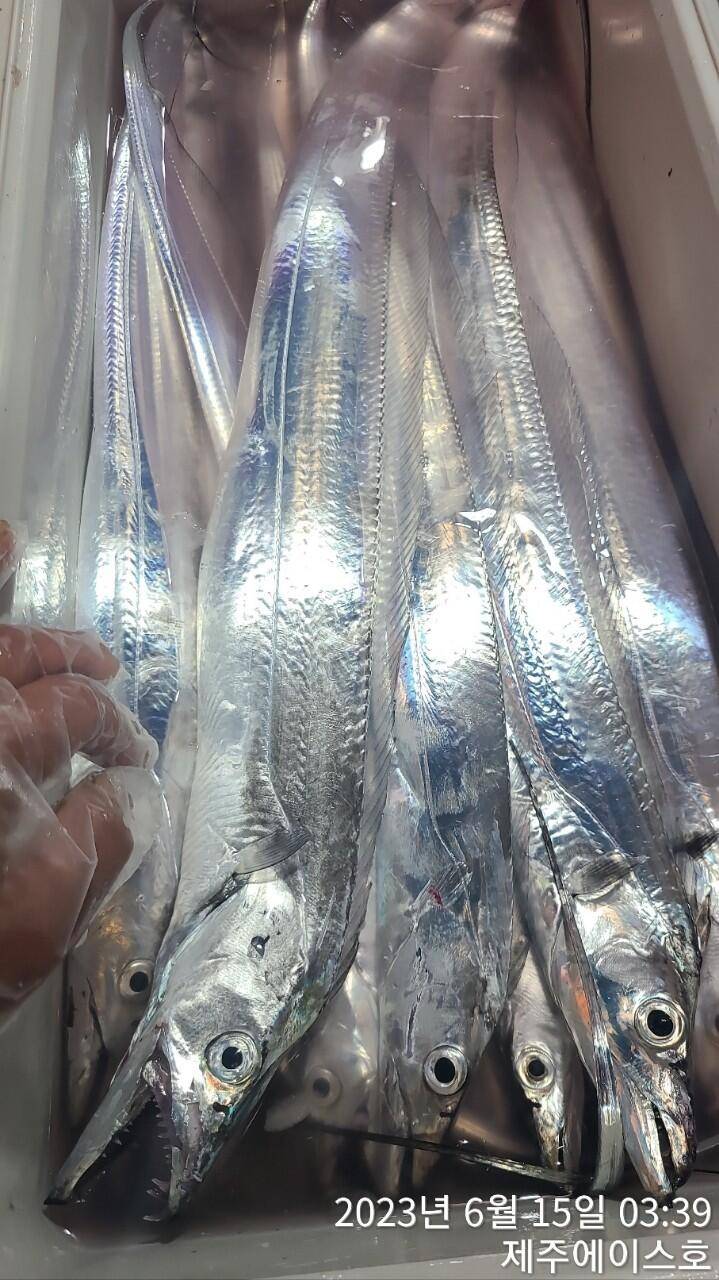제주에이스호14일대갈치조황입니다전좌석봉돌투승기장착무료이용 (조황조행기 - 바다선상조황)