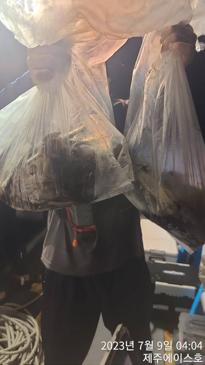 제주에이스호8일한치조황입니다 (조황조행기 - 바다선상조황)