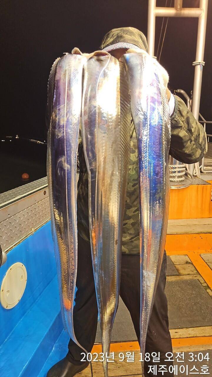 제주에이스호17일쿨러가득갈치조황입니다 문의0103548347201038603472 (조황조행기 - 바다선상조황)