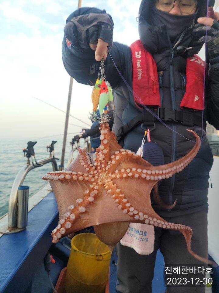 진해문어낚시 묵직하게 올라오는 굵직굵직 돌문어 찐한 손맛보시며 즐기고왔습니다0 (조황조행기 - 바다선상조황)