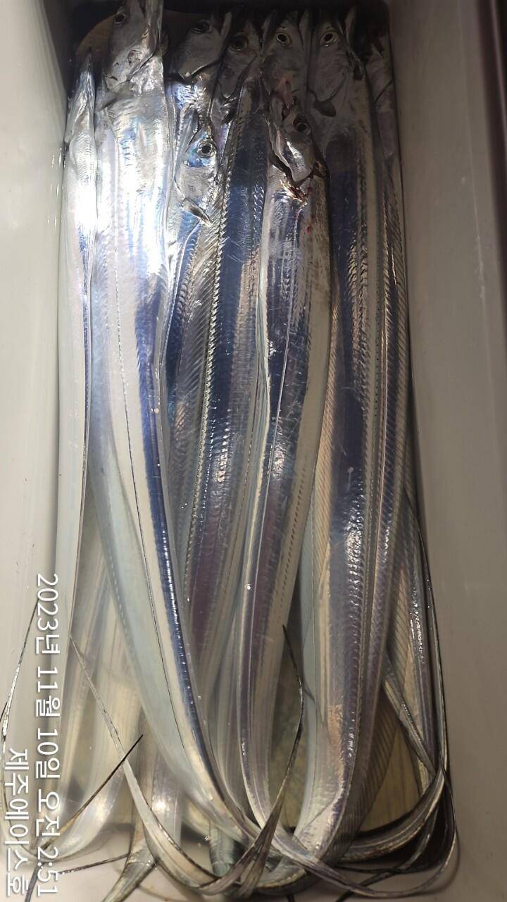 제주에이스호9일씨알굵은갈치조황입니다문의0103548347201038603472 (조황조행기 - 바다선상조황)
