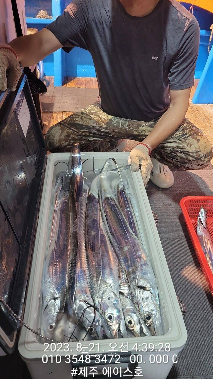 제주에이스호20일갈치조황입니다전좌석봉돌투승기장착무료이용문의0103548347201038603472 (조황조행기 - 바다선상조황)