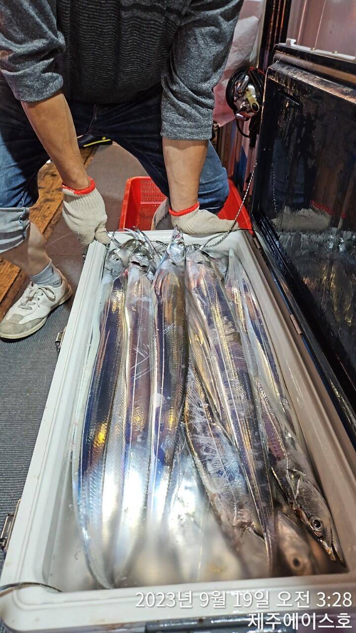 제주에이스호18일오늘도쿨러가득갈치조황입니다 문의0103548347201038603472 (조황조행기 - 바다선상조황)