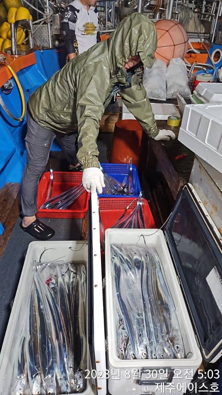 제주에이스호29일갈치조황입니다 문의0103548347201035483472 (조황조행기 - 바다선상조황)