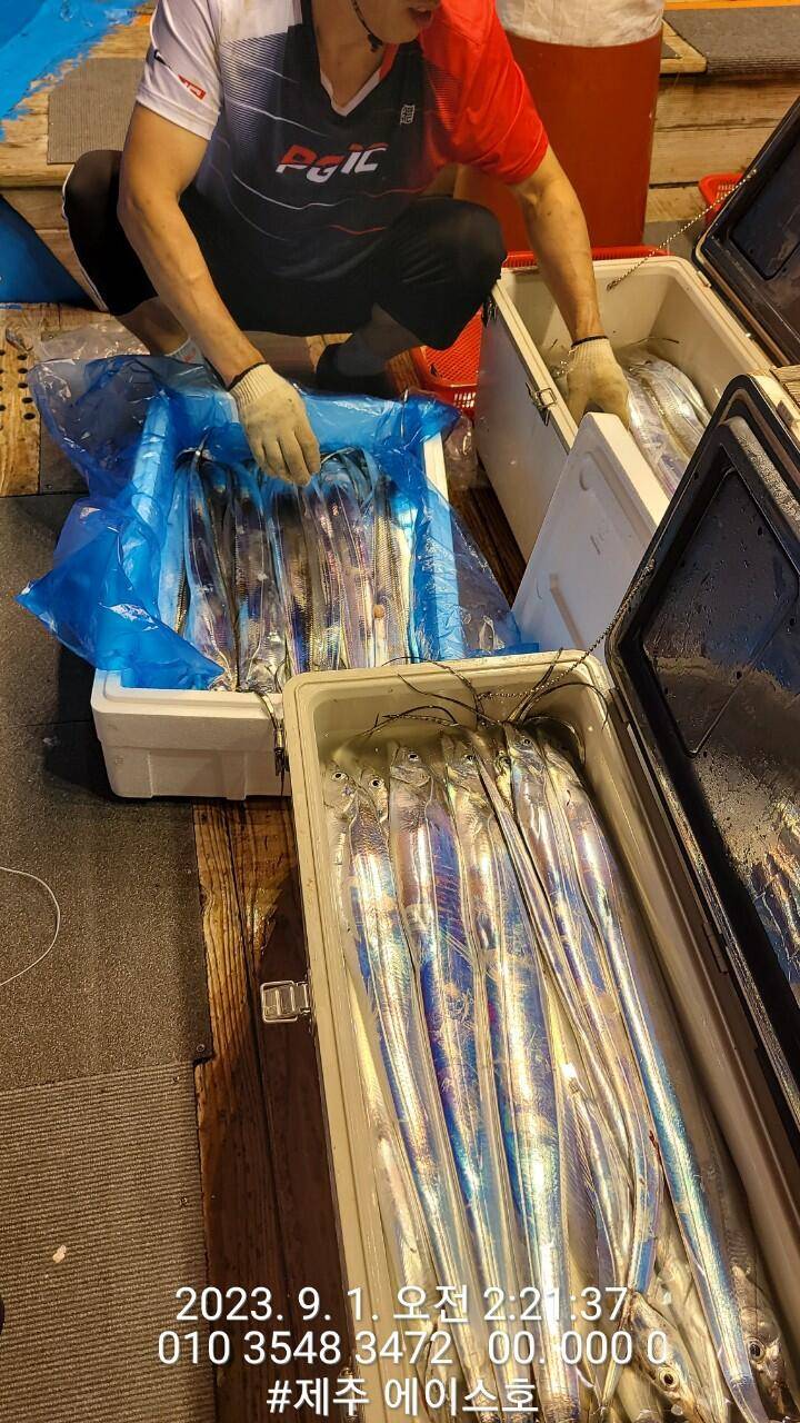 제주에이스호31일전원쿨러가득 갈치조황입니다문의0103548347201038603472 (조황조행기 - 바다선상조황)