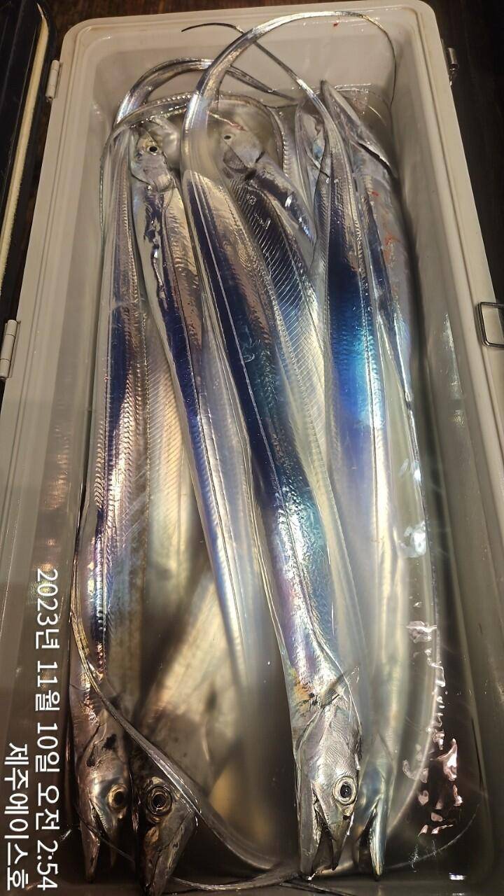 제주에이스호9일씨알굵은갈치조황입니다문의0103548347201038603472 (조황조행기 - 바다선상조황)