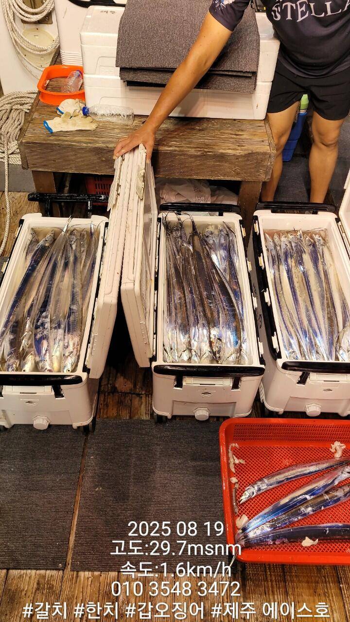 제주에이스호8월17일제주갈치조황입니다010 35483472010 3860 3472977톤22인승14석운 (조황조행기 - 바다선상조황)