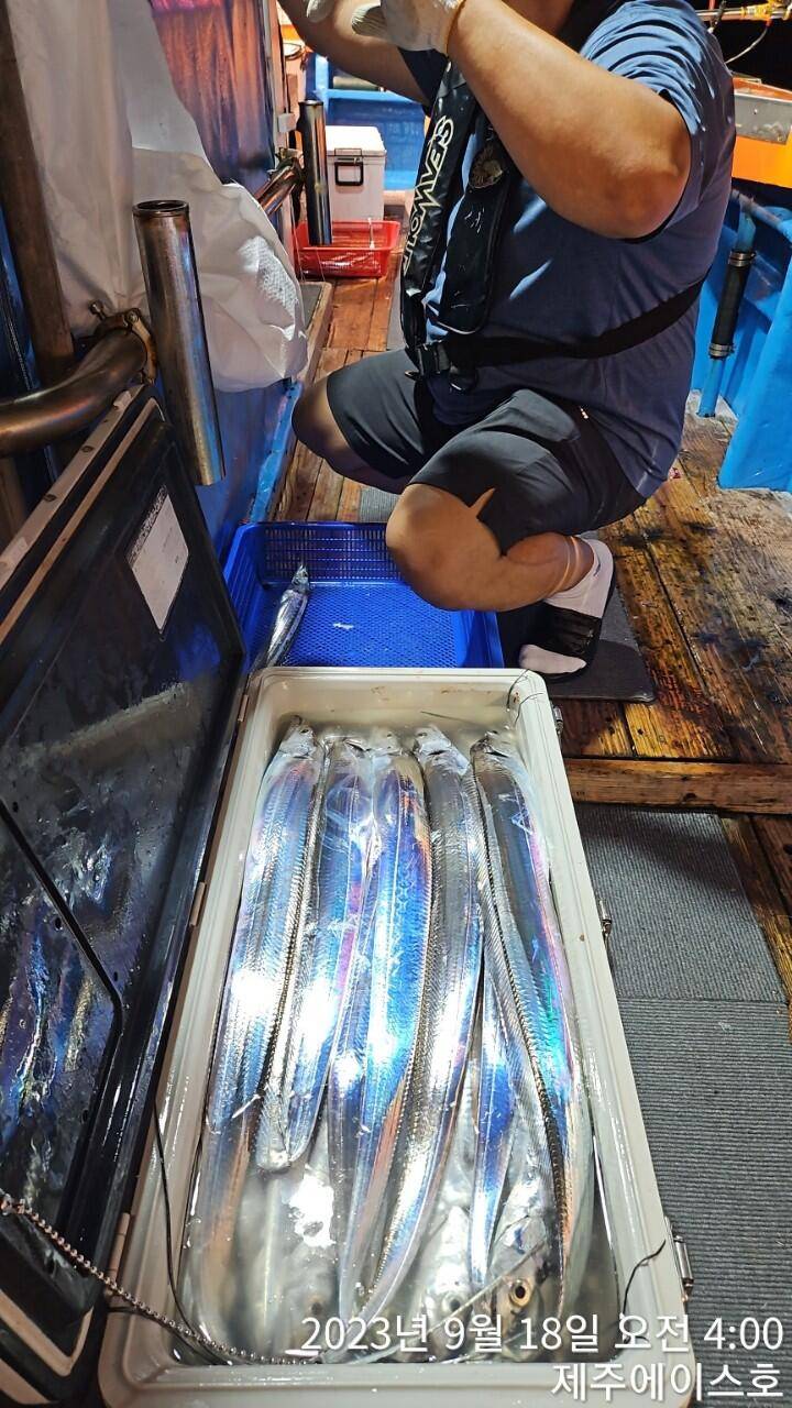 제주에이스호17일쿨러가득갈치조황입니다 문의0103548347201038603472 (조황조행기 - 바다선상조황)