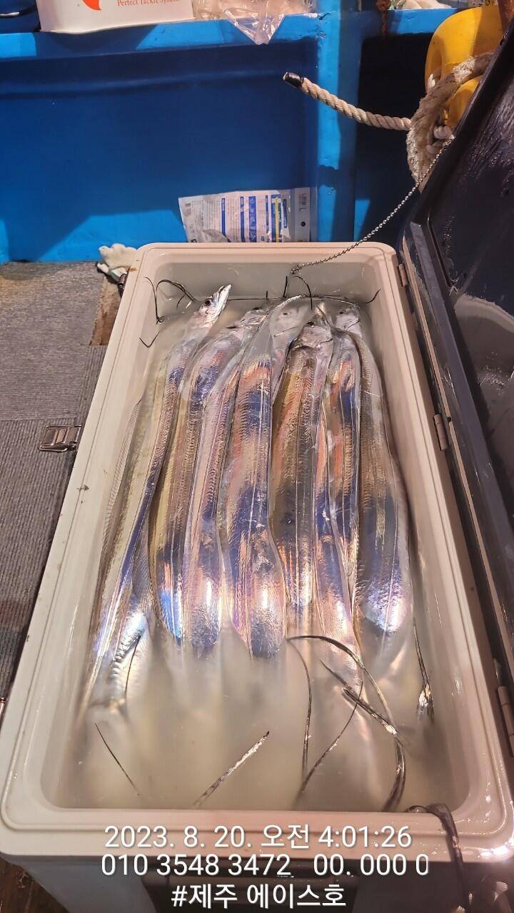 제주에이스호19일갈치조황입니다 전좌석봉돌투승기장착무료이용 문의01035483472 (조황조행기 - 바다선상조황)