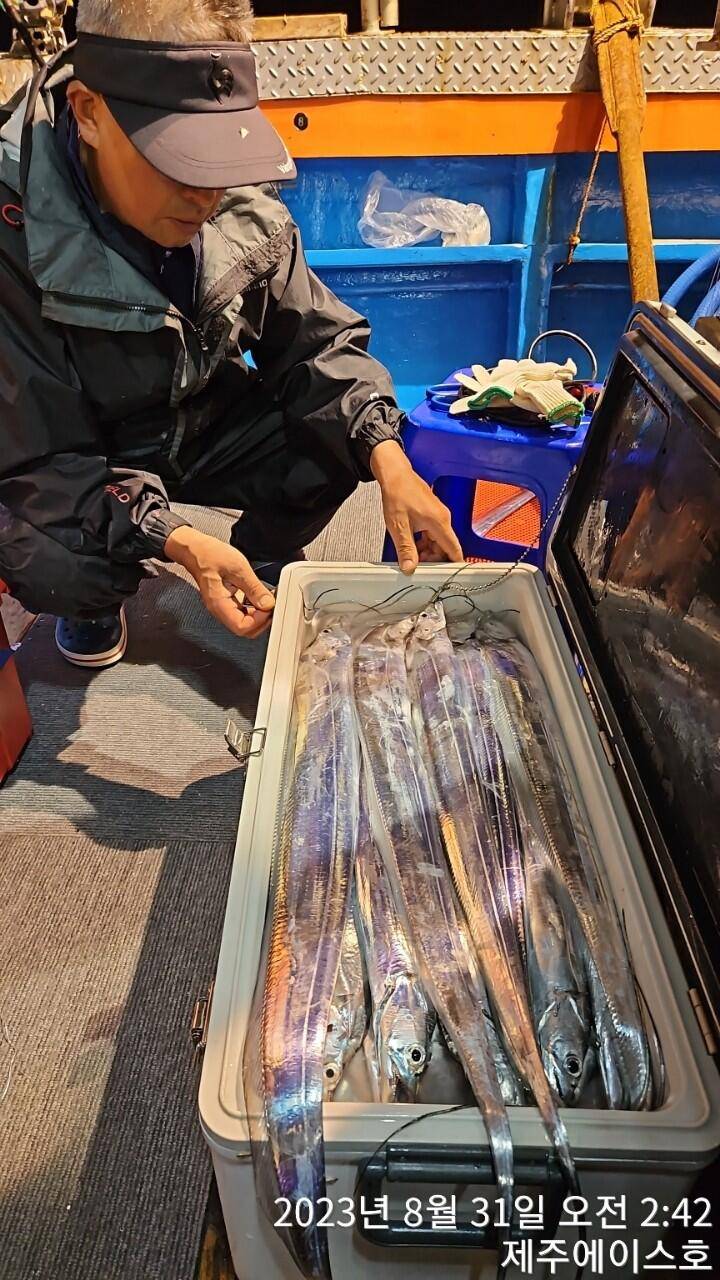 제주에이스호30일갈치조황입니다문의0103548347201038603472 (조황조행기 - 바다선상조황)