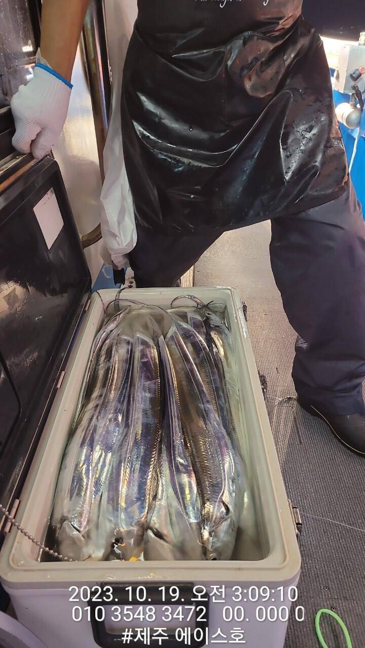 제주에이스호18일씨알좋고 양도많고 갈치조황입니다문의0103548347201038603472 (조황조행기 - 바다선상조황)