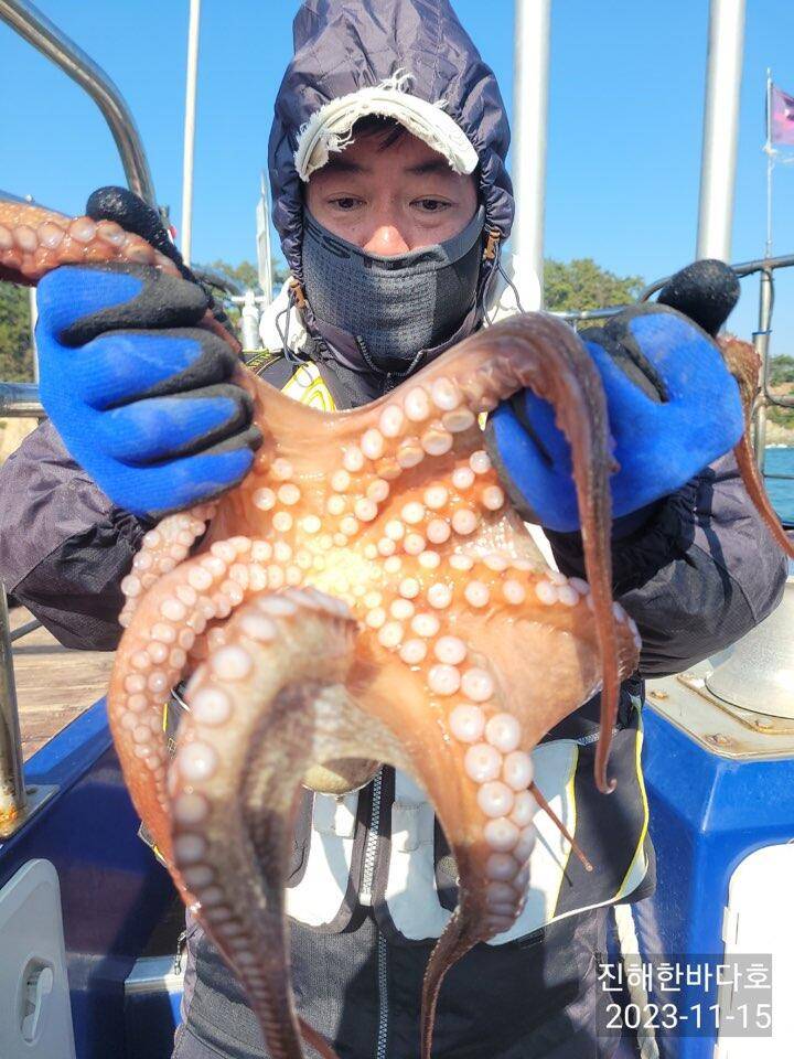 진해문어낚시 오늘도 묵직하게 올라오는 굵직굵직 문어들로 찐한 손맛 보시며 즐기고 왔습니다0 (조황조행기 - 바다선상조황)