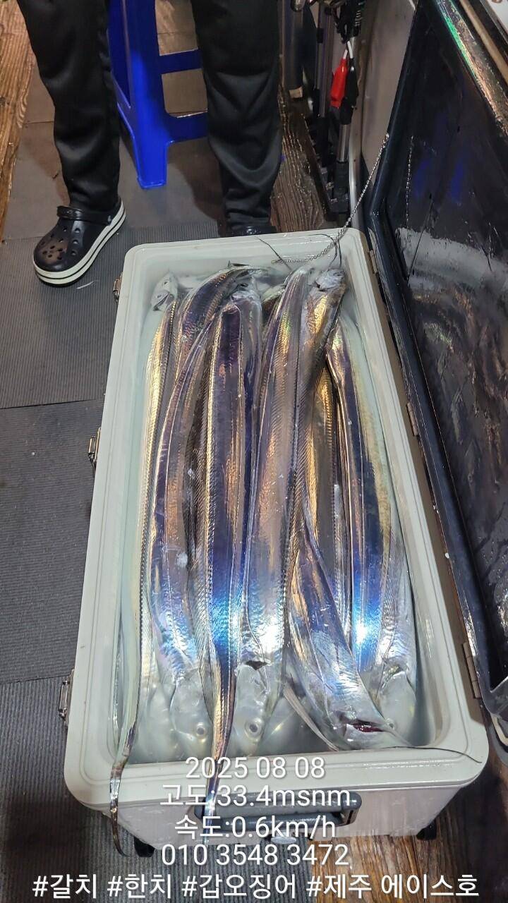 제주에이스호8월7일북제주권갈치조황입니다010 35483472010 3860 3472977톤22인승14석운영 (조황조행기 - 바다선상조황)