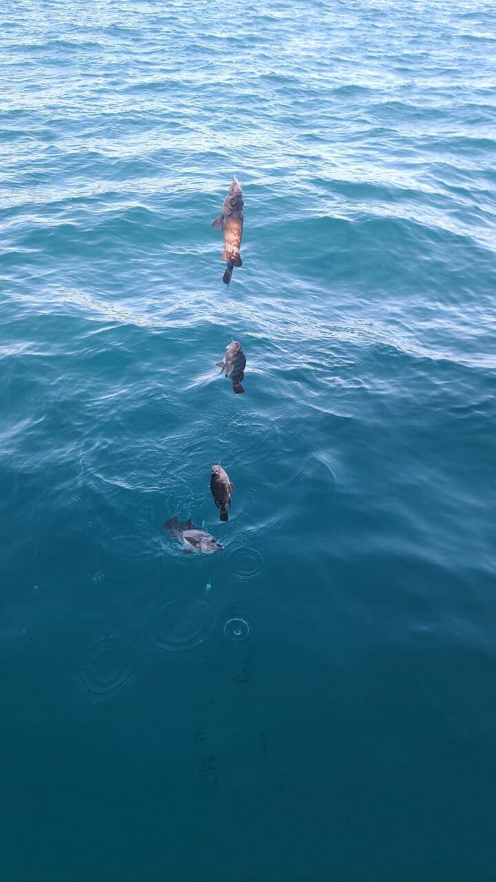 울진앵글러호 볼락왕사미 (조황조행기 - 바다선상조황)