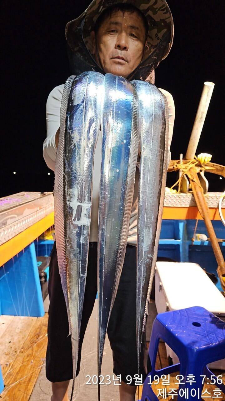 제주에이스호19일갈치조황입니다 0103548347201038603472 (조황조행기 - 바다선상조황)