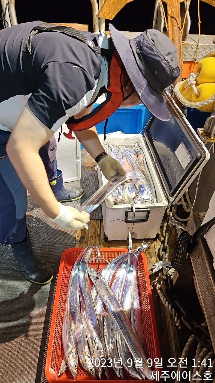 주에이스호8일갈치가 풍년입니다문의01035483472 01038603472 (조황조행기 - 바다선상조황)