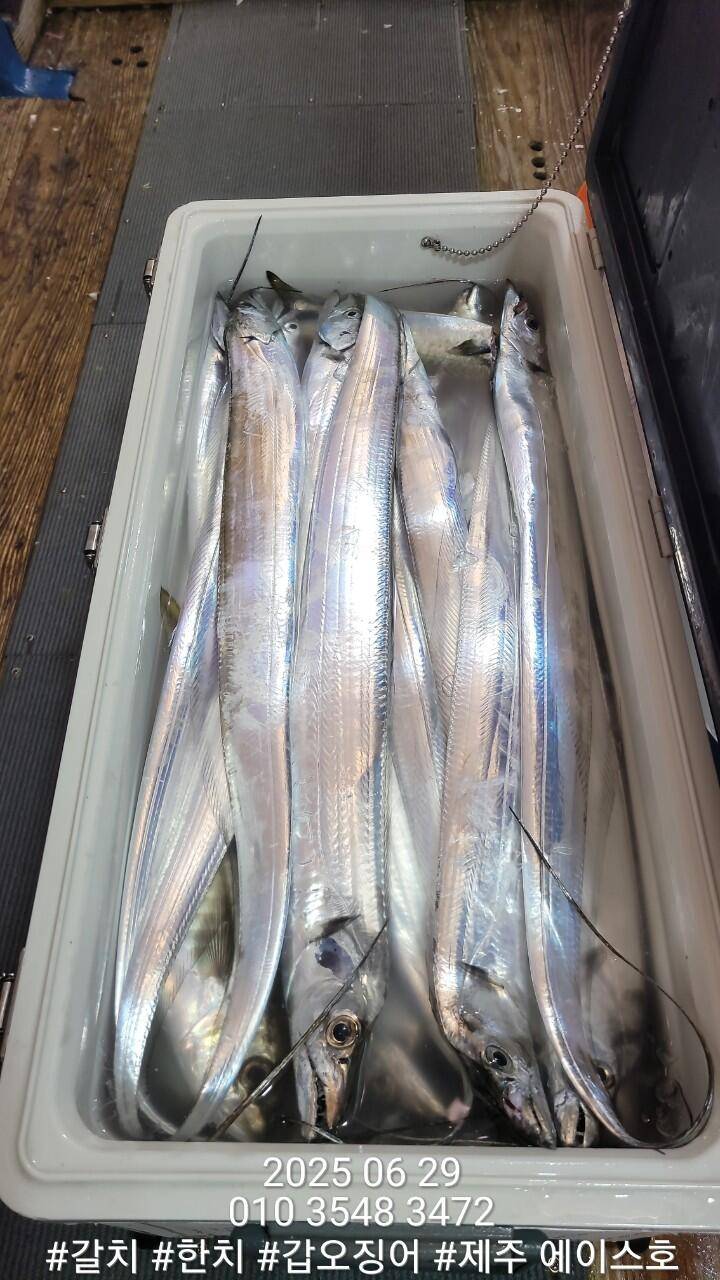 제주에이스호6월28일갈치조황입니다010 35483472010 3860 3472977톤22인승12석운영 봉돌투승기장착 (조황조행기 - 바다선상조황)