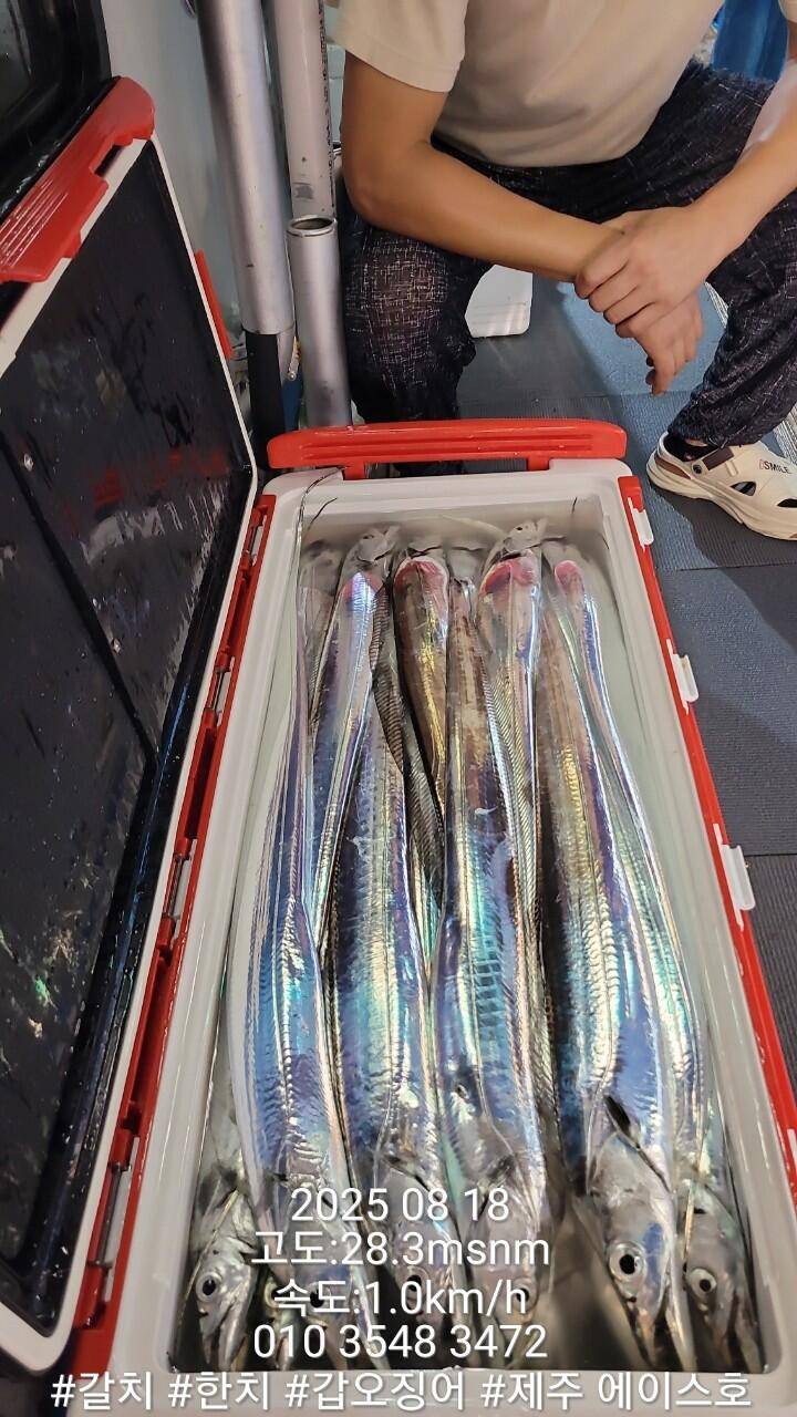 제주에이스호8월17일제주갈치조황입니다010 35483472010 3860 3472977톤22인승14석운 (조황조행기 - 바다선상조황)