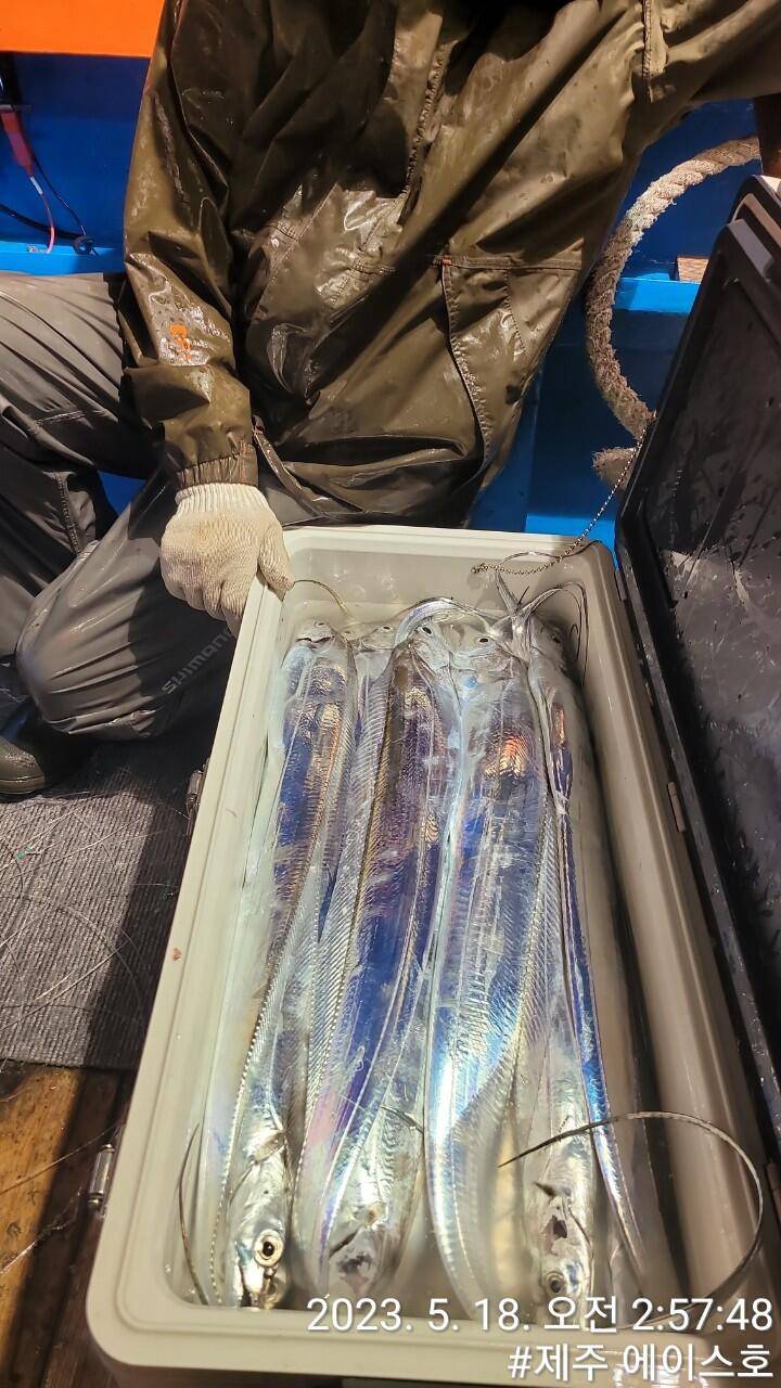 제주에이스호17일 대갈치조황입니다예약문의010 3548 347201038603472 (조황조행기 - 바다선상조황)