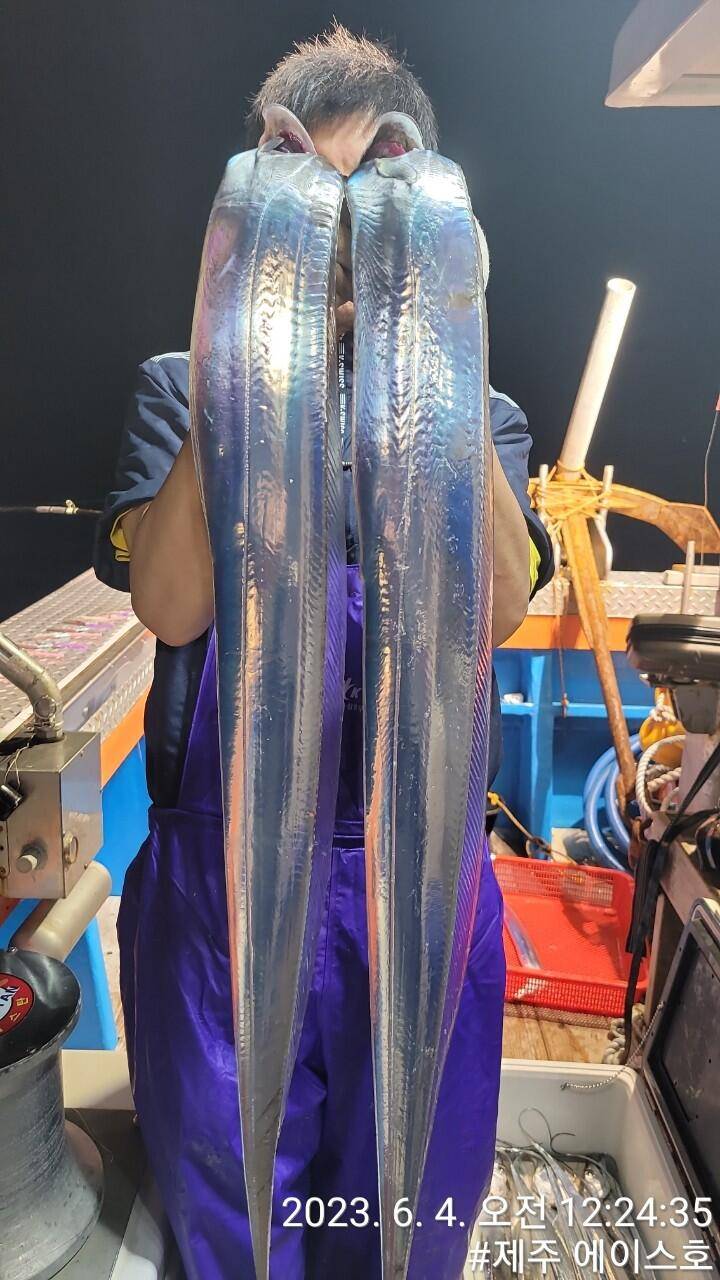 제주에이스호3일기분좋은대갈치조황입니다전좌석봉돌투승기장착무료이용 (조황조행기 - 바다선상조황)