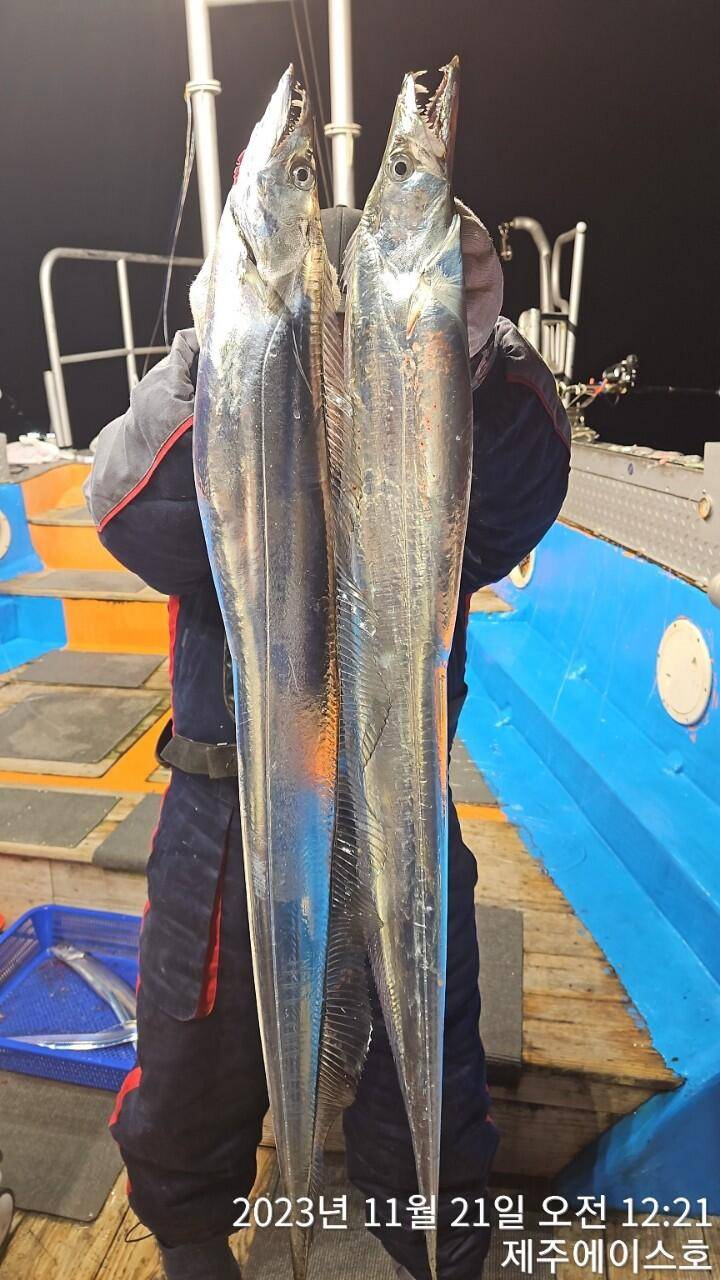 제주에이스호20일갈치조황입니다문의0103548347201038603472 (조황조행기 - 바다선상조황)