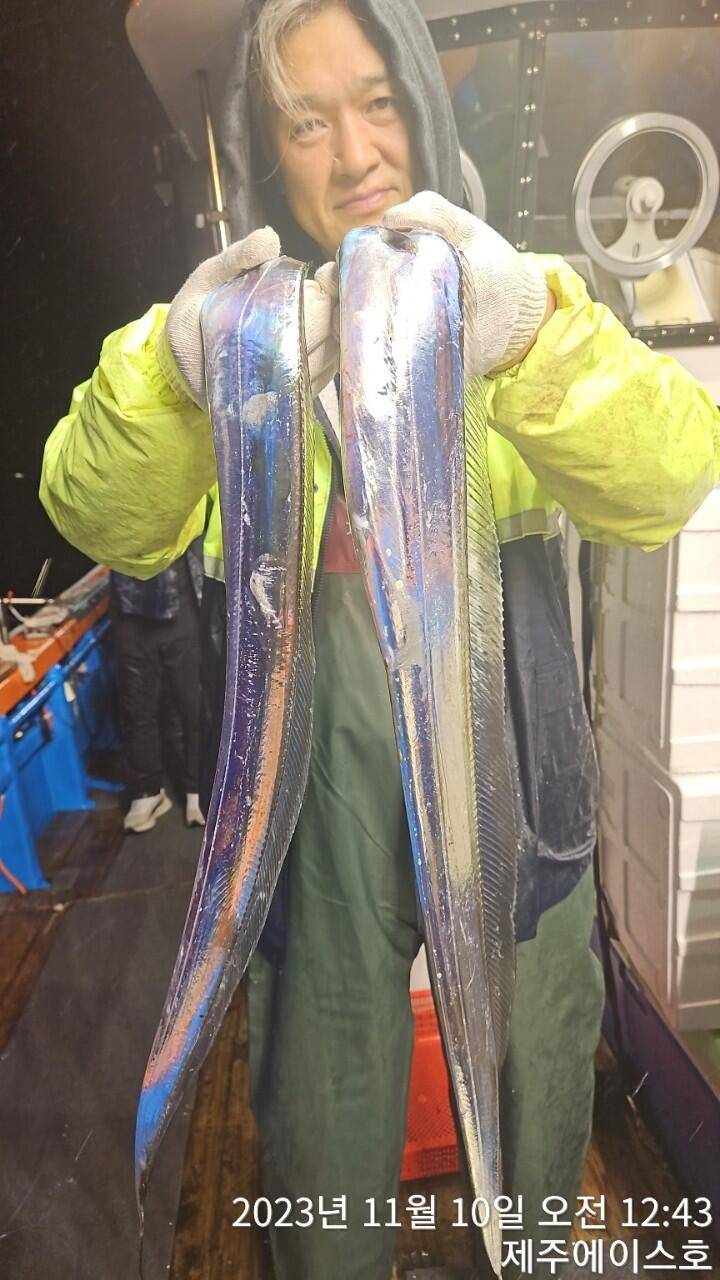 제주에이스호9일씨알굵은갈치조황입니다문의0103548347201038603472 (조황조행기 - 바다선상조황)