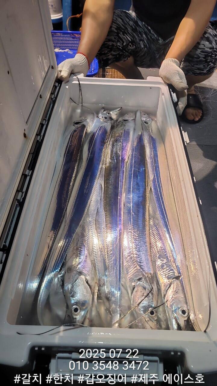 제주에이스호7월2122일북제주권갈치조업조황입니다010 35483472010 3860 3472977톤22인승14석운영 (조황조행기 - 바다선상조황)