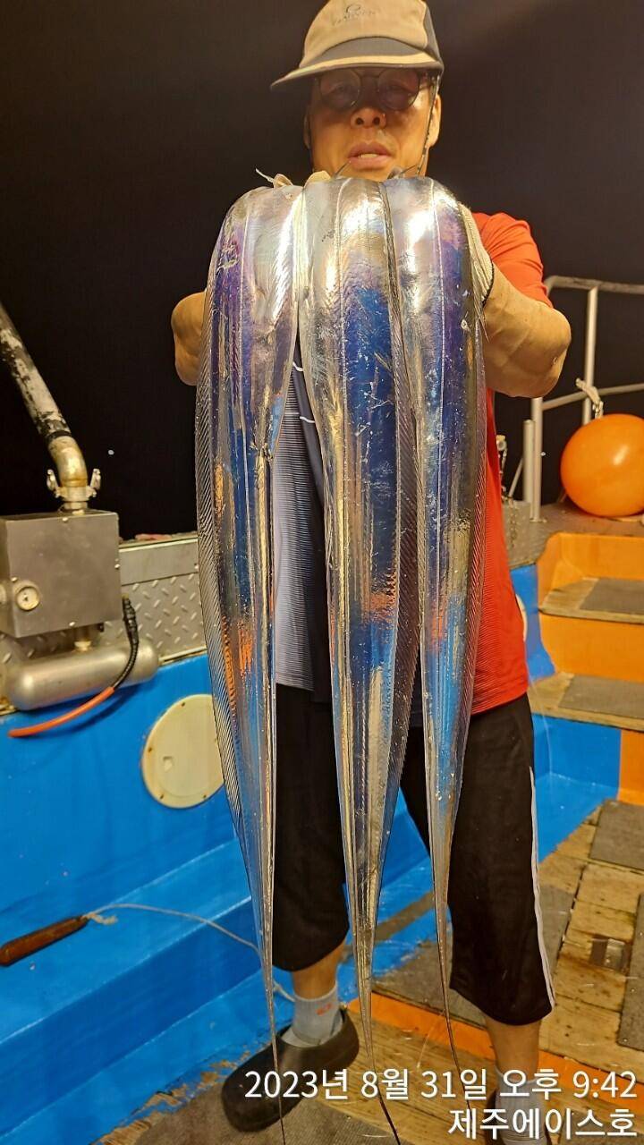 제주에이스호31일전원쿨러가득 갈치조황입니다문의0103548347201038603472 (조황조행기 - 바다선상조황)