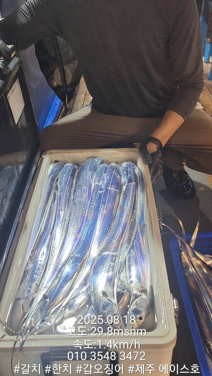 제주에이스호8월17일제주갈치조황입니다010 35483472010 3860 3472977톤22인승14석운 (조황조행기 - 바다선상조황)