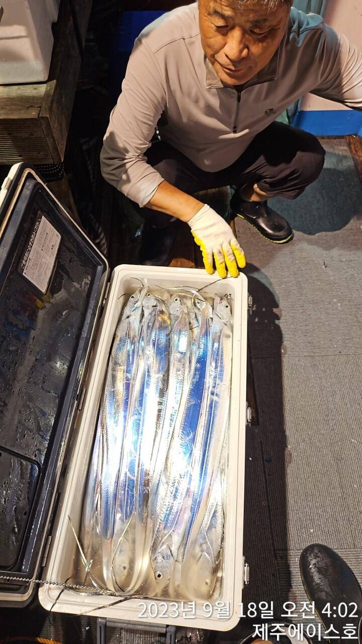 제주에이스호17일쿨러가득갈치조황입니다 문의0103548347201038603472 (조황조행기 - 바다선상조황)