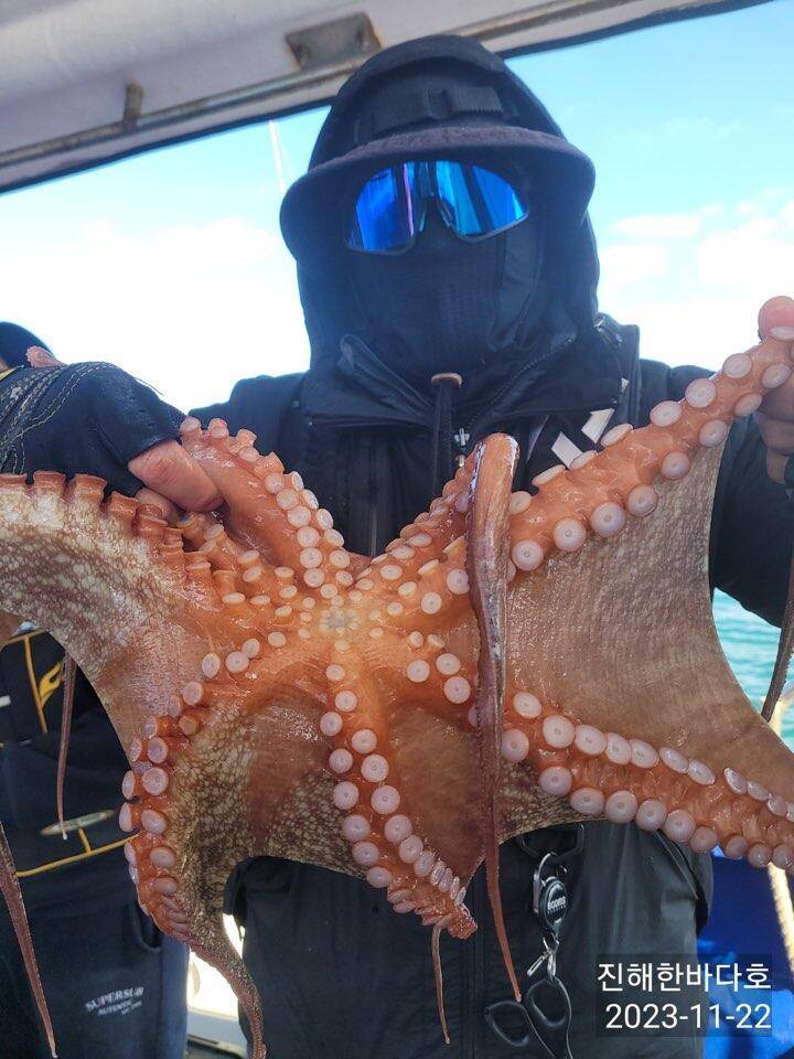 진해문어낚시 오늘도 묵직하게 올라오는 굵직굵직 돌문어 찐한 손맛보시며 즐기고왔습니다0 (조황조행기 - 바다선상조황)