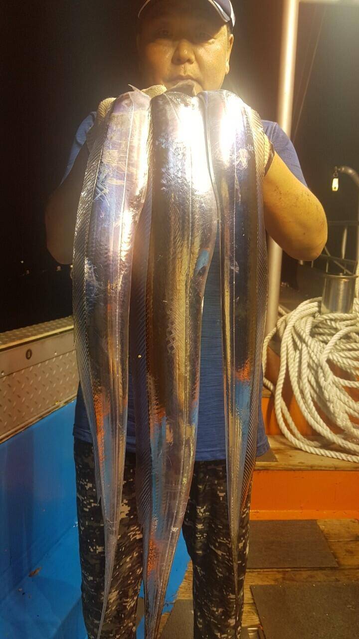 제주에이스호20일갈치조황입니다전좌석봉돌투승기장착무료이용문의0103548347201038603472 (조황조행기 - 바다선상조황)