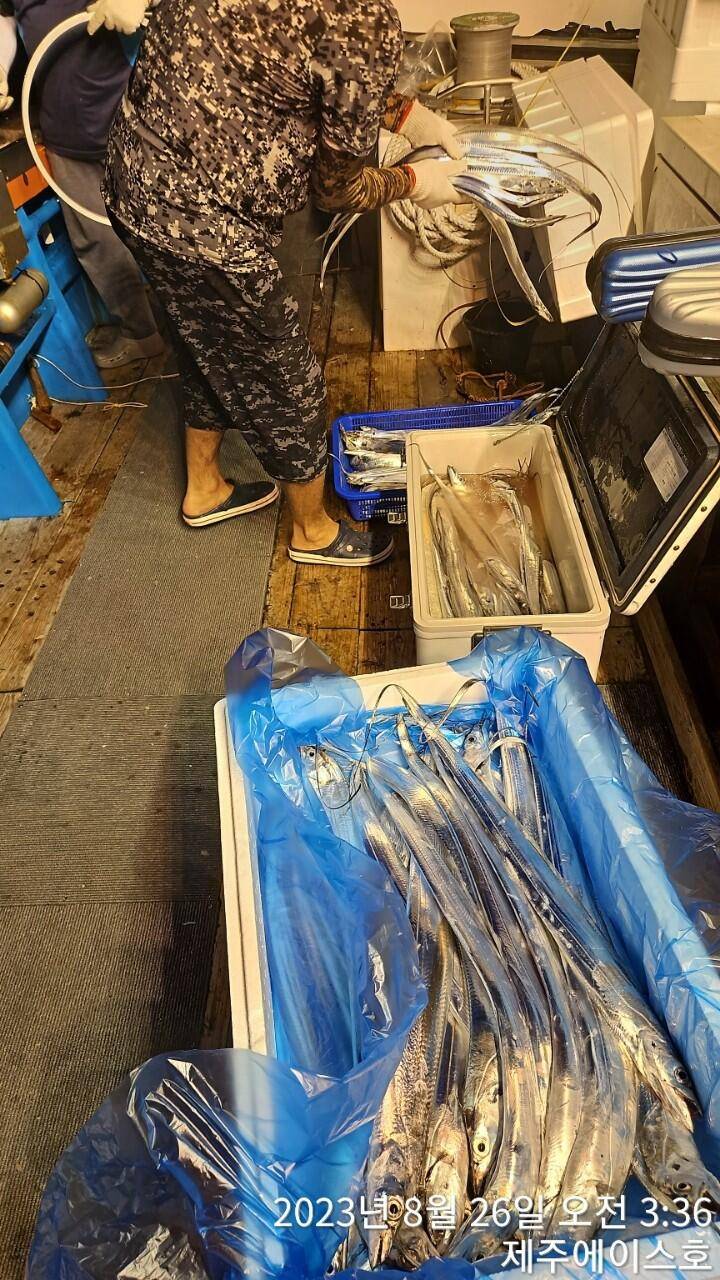 제주에이스호25일대갈치사냥다녀왔습니다전좌석봉돌투승기장착무료이용문의0103548347201038603472 (조황조행기 - 바다선상조황)