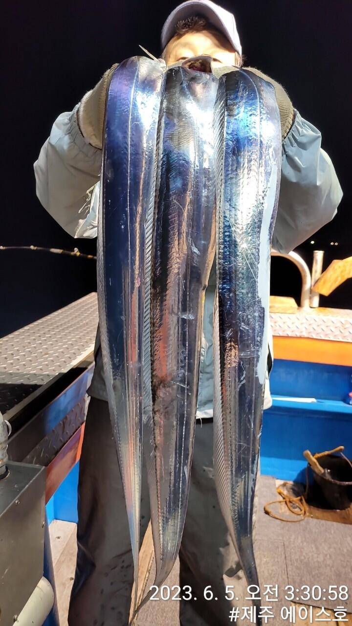 제주에이스호4일대갈치 조황입니다 전좌석 봉돌투승기장착무료이용 (조황조행기 - 바다선상조황)