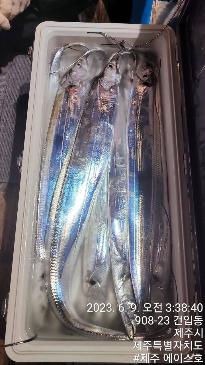 제주에이스호8일대갈치 조황입니다전좌석봉돌투승기 작착무료이용 (조황조행기 - 바다선상조황)