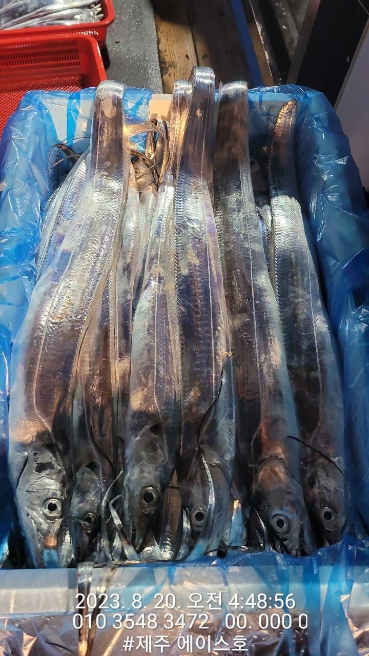 제주에이스호19일갈치조황입니다 전좌석봉돌투승기장착무료이용 문의01035483472 (조황조행기 - 바다선상조황)
