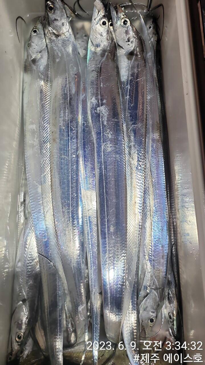 제주에이스호8일대갈치 조황입니다전좌석봉돌투승기 작착무료이용 (조황조행기 - 바다선상조황)