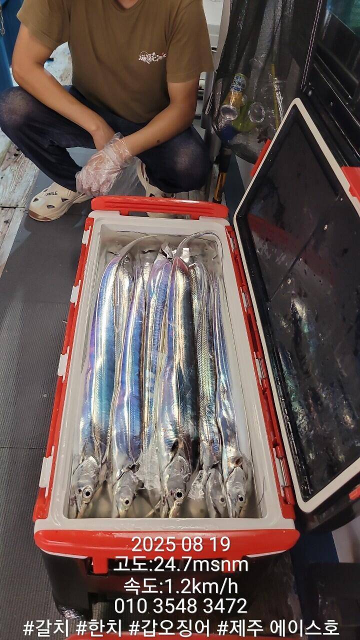 제주에이스호8월17일제주갈치조황입니다010 35483472010 3860 3472977톤22인승14석운 (조황조행기 - 바다선상조황)