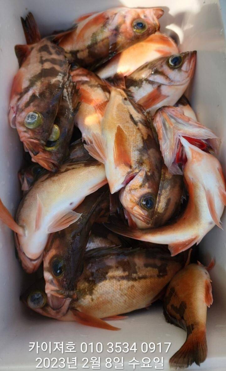 8일왕열기 넉넉히 잡고 입항 했습니다 (조황조행기 - 바다선상조황)