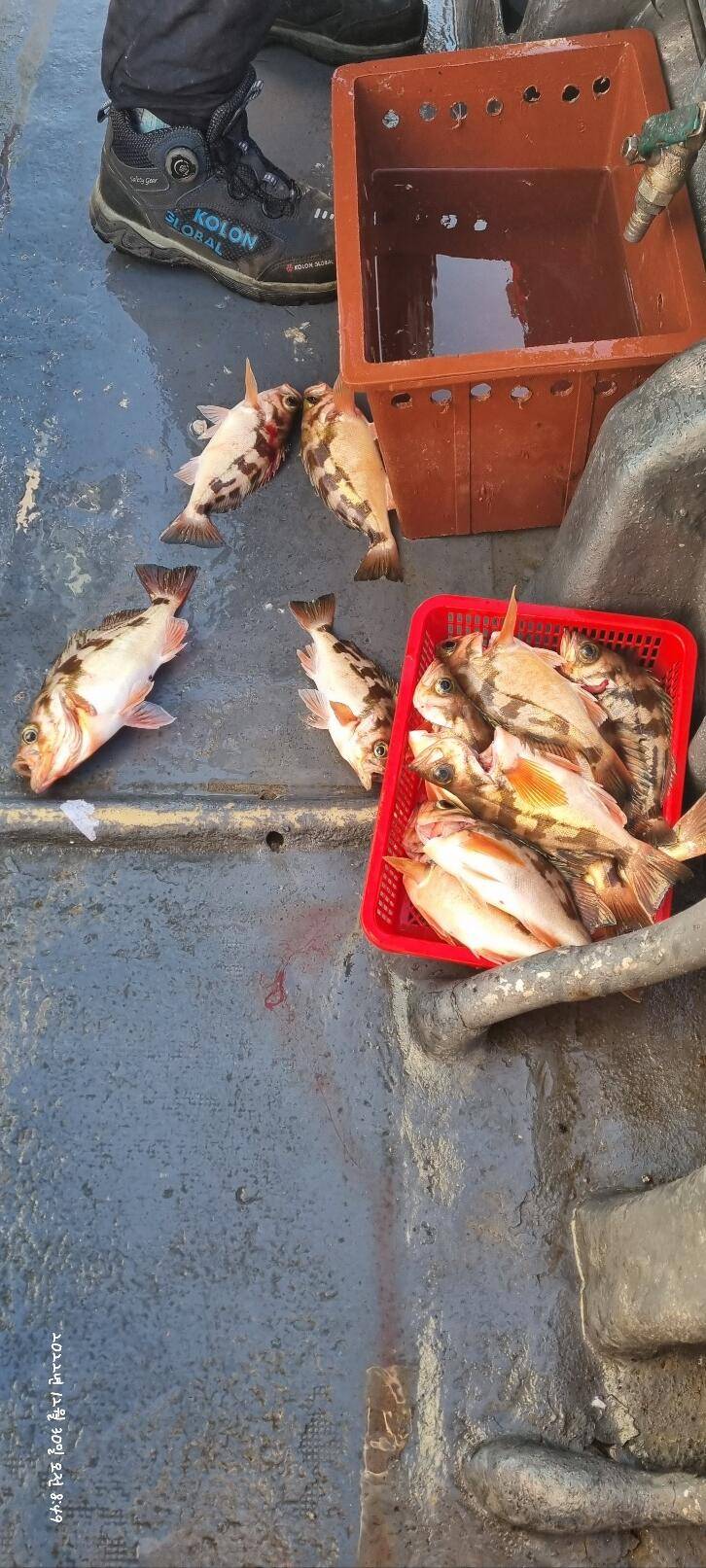 30일오전 왕열이 쿨러 마무리조황 (조황조행기 - 바다선상조황)