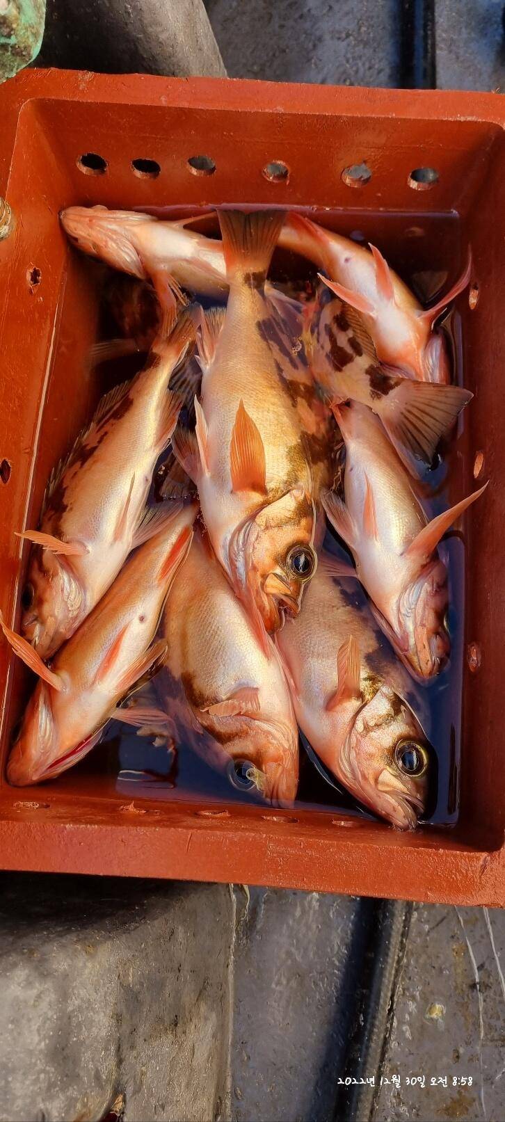 30일오전 왕열이 쿨러 마무리조황 (조황조행기 - 바다선상조황)