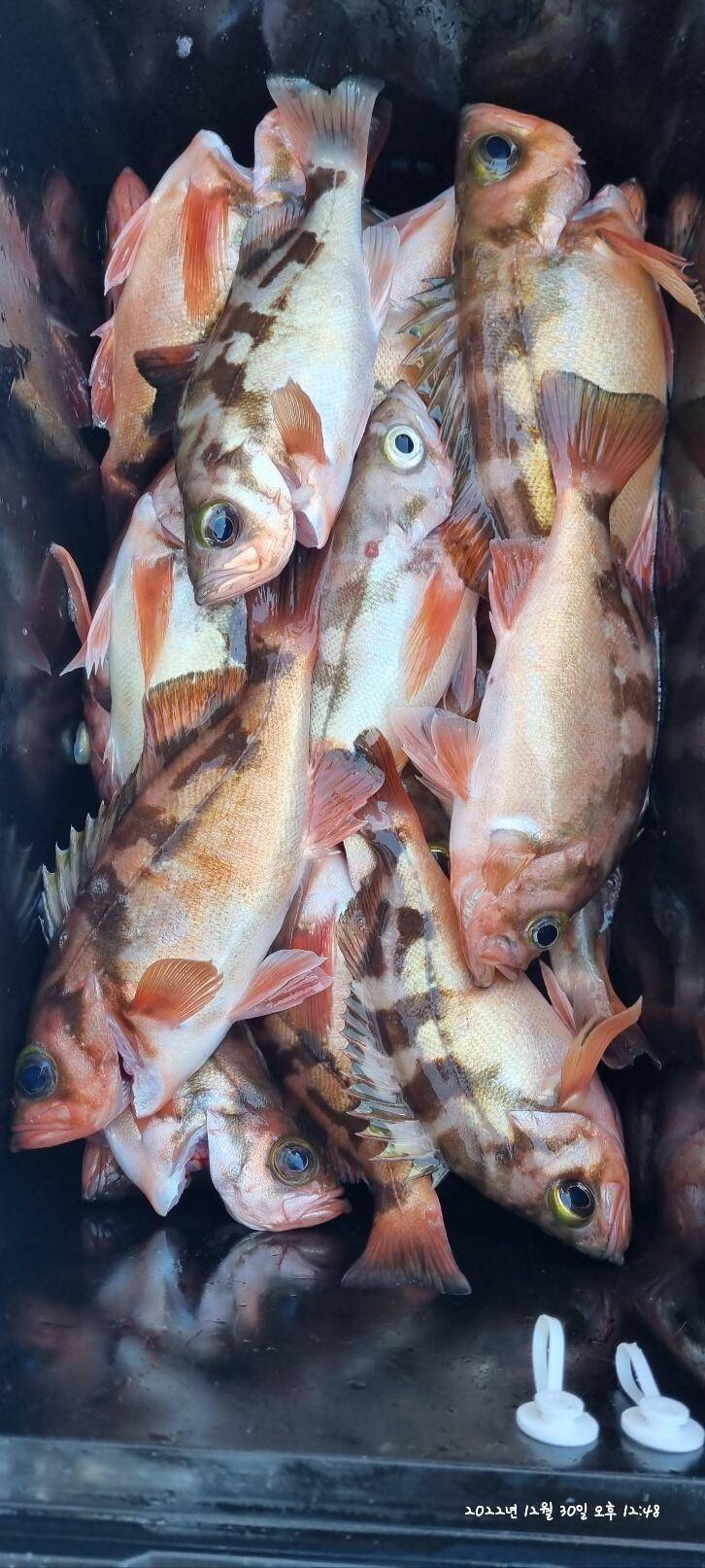 30일오전 왕열이 쿨러 마무리조황 (조황조행기 - 바다선상조황)