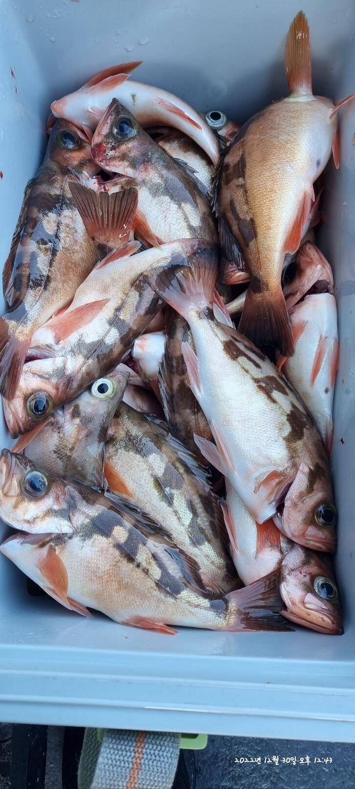 30일오전 왕열이 쿨러 마무리조황 (조황조행기 - 바다선상조황)