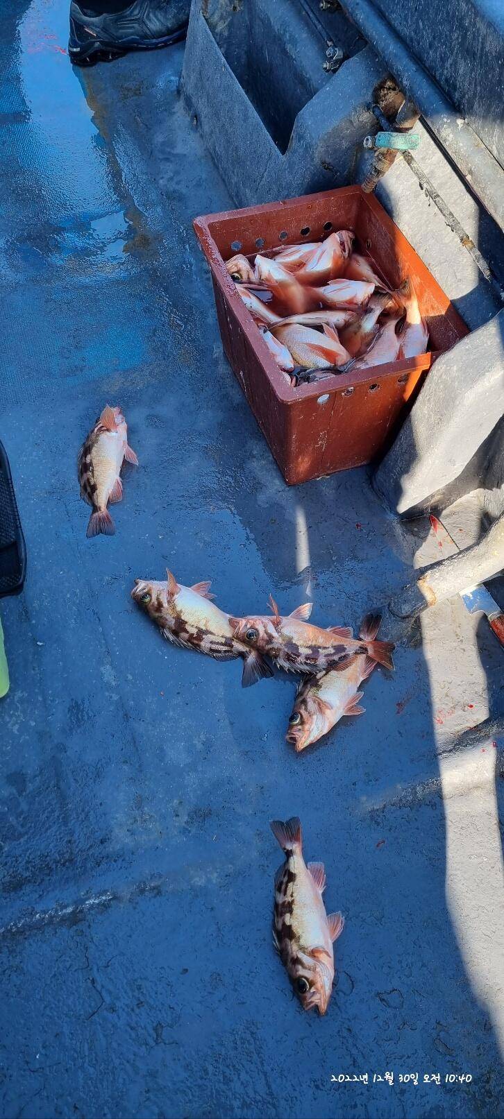 30일오전 왕열이 쿨러 마무리조황 (조황조행기 - 바다선상조황)