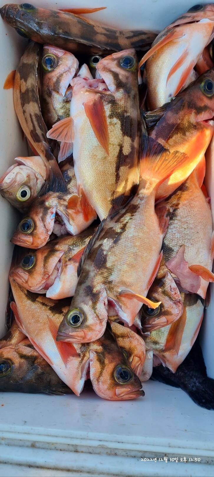 30일오전 왕열이 쿨러 마무리조황 (조황조행기 - 바다선상조황)