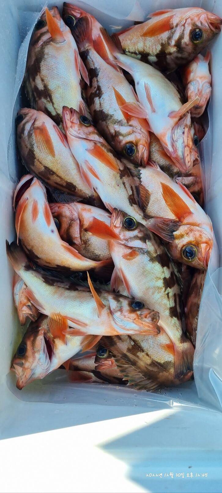 30일오전 왕열이 쿨러 마무리조황 (조황조행기 - 바다선상조황)