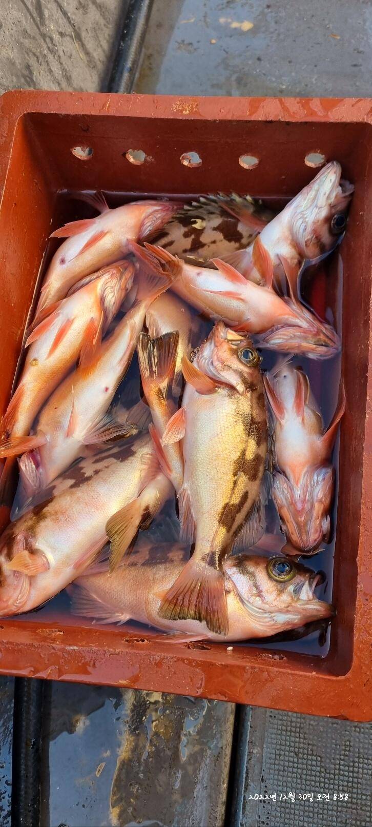 30일오전 왕열이 쿨러 마무리조황 (조황조행기 - 바다선상조황)